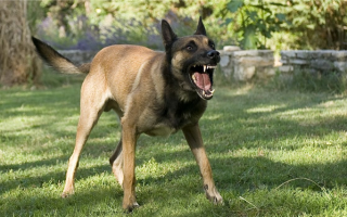 Территориальная агрессия у собак: почему она возникает?