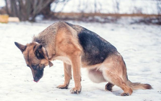 Признаки и лечение атаксии у собак: 3 вида заболевания
