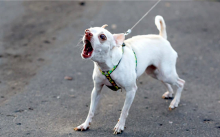 Как лечить агрессию у собак, реагирующих на поводок