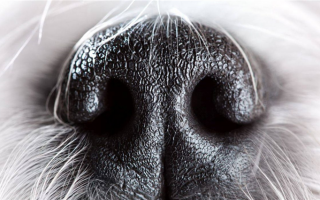 Что можно дать собаке при заложенности носа?