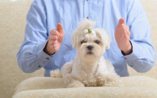 Рейки для собак: Альтернативное исцеление для вашей гончей: объяснение