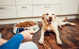 Как составить график кормления собак: здоровые привычки питания для гончих