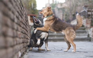 7 способов разнять собачью драку (без укусов)