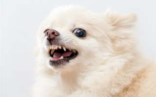 Синдром маленькой собаки: Почему маленькие собаки иногда доставляют столько неудобств?