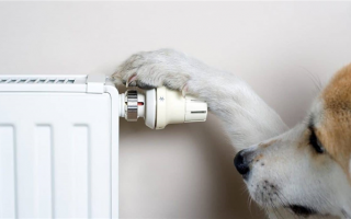 Как обогреть собачий дом без электричества