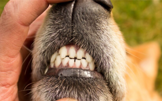 Помогите! У моей собаки сломан зуб! Что мне делать?