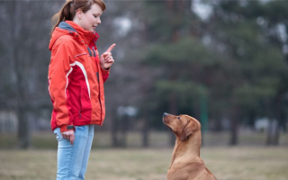 Учебные лагеря для дрессировки собак: Умная или глупая идея?