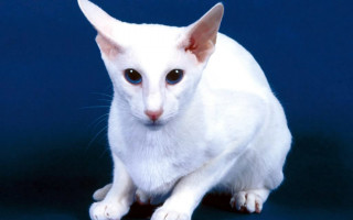 Гипоаллергенные кошки: 9 пород