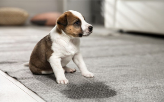 9 Лучшее средство для чистки ковров от собачьей мочи: Энзимные и окисляющие варианты