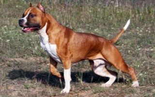 Собака стаффордширский терьер (фото): сильный, умный и добрый питомец