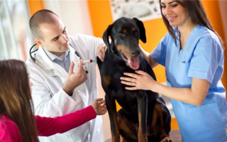 Парво у собак: как собаки заражаются парво и информация о лечении