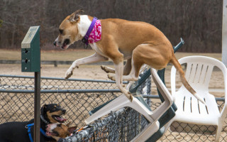 Почему собака убегает со двора, что делать и как ее быстро найти