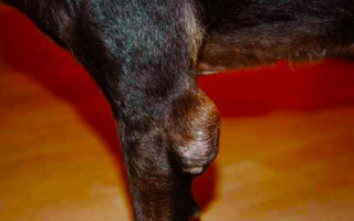 Бурсит локтевого сустава у собак, лечение гигромы