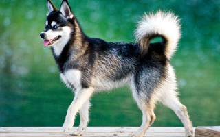 Особенности мини хаски (аляскинского кли-кая): фото собак, описание породы, правила ухода и отзывы владельцев