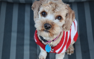 Сделай сам свитера для собак: Как сделать домашние свитера для вашего питомца!