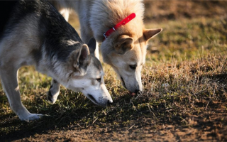 Игры для тренировки носа у собак: укрепляем нюх Спота!