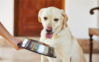 Сколько кормить собаку (и как часто): Удовлетворение потребностей вашей собаки в питании