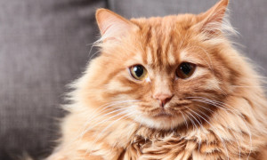 Абсцесс у кошек и котов: признаки и методы лечения нарывов