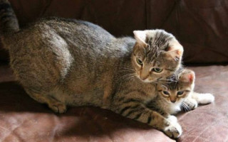 Правильный уход за котятами в домашних условиях в первые 1-2 месяца, что делать