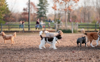 17 альтернатив паркам для собак: Безопасное времяпрепровождение для вашего питомца