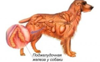 Панкреатит у собак: причины, признаки, лечение, предотвращение