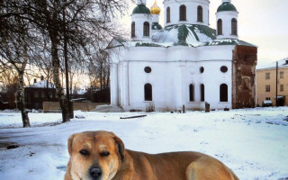 Почему собакам нельзя заходить в церковь