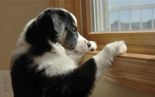 8 способов борьбы с беспокойством у собак после пандемии