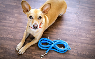 Поводки для собак «сделай сам»: Индивидуальные собачьи коннекторы