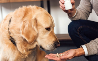 11 хаков, чтобы заставить собаку принять лекарство