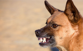 17 советов по дрессировке агрессивных собак: Основные секреты работы с агрессивной собакой
