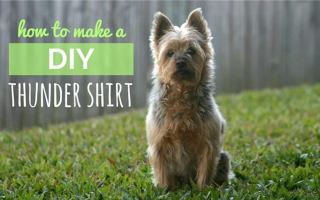 DIY Thundershirt: Как сделать собственную обертку от собачьего беспокойства