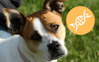 Тесты ДНК собак: Как они работают + обзоры наборов