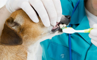 Сколько стоит чистка зубов у собак?