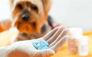 Антибиотики для собак: какие варианты есть у моего питомца?