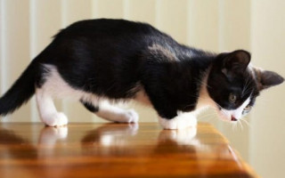 Как отучить кота лазить на кухонный стол: лайфхаки по воспитанию кошки