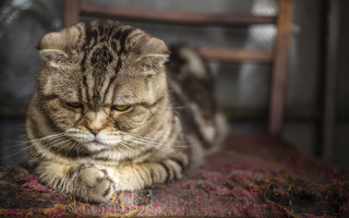 Стресс у кошки: симптомы, после переезда, что делать