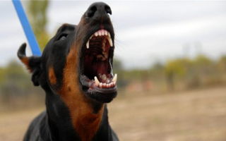 14 самых страшных пород собак: Самые пугающие собаки, которые напугают злоумышленников!
