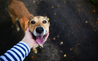 Как стать приемной собакой: Предоставление временного дома нуждающимся собакам!