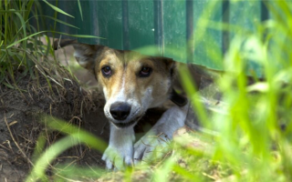 17 решений для собак, которые роют под забором (и 4 вещи, которые не стоит делать)