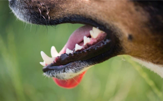 Почему собаки стучат зубами?