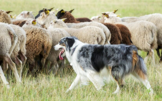 15 самых популярных типов овчарок