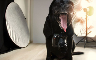 Как стать фотографом домашних животных: Руководство для начинающих
