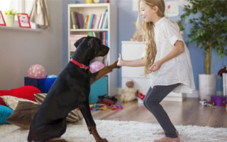 Дрессировка собак для детей: 7 навыков, которым ваши дети могут научить вашу собаку