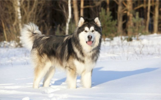 Лучшие породы собак для холодной погоды: Собаки для холодного климата!