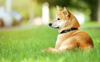 300+ японских кличек для собак: Идеи имен для Фидо, вдохновленные Востоком!