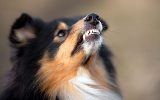 Типы рычания собак: Из-за чего моя собака рычит?