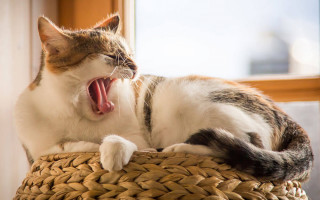 Кошка кашляет, как будто подавилась: причины и опасность