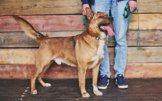 На московской выставке «Всем по собаке» будут искать хозяев собакам из приютов