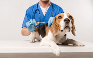 Все, что нужно знать о микрочипах для собак: обеспечение безопасности пятен