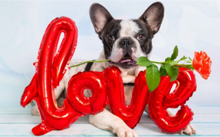 200+ кличек для собак, означающих любовь: Сладкие имена для вашего четвероногого питомца